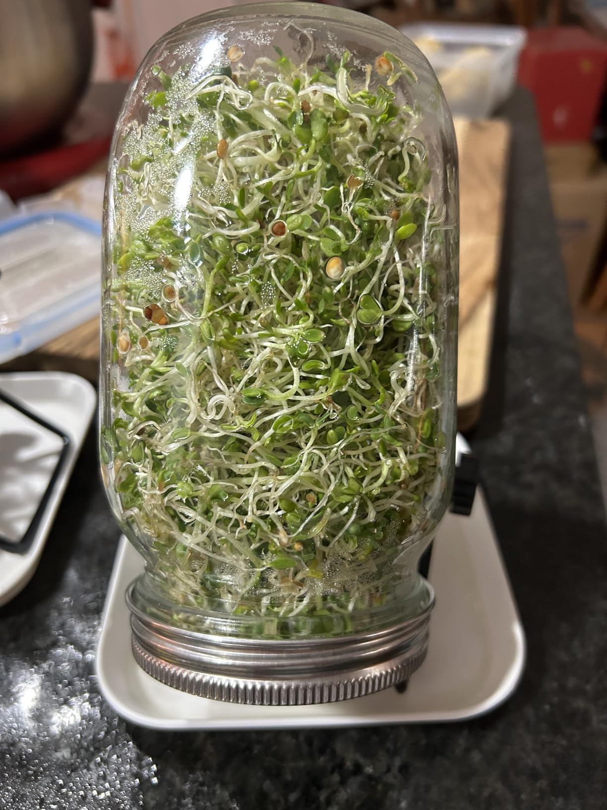 Kikerike Seed Sprouting Jar Kit with 2 Wide Mouth Mason Jars Bean Sprouts Growing Kit Microgreens Growing Jar with Mesh Screen Lids Sprouter Sprouts Maker for Growing Broccoli, Alfalfa, Mung Bean customer photo 2