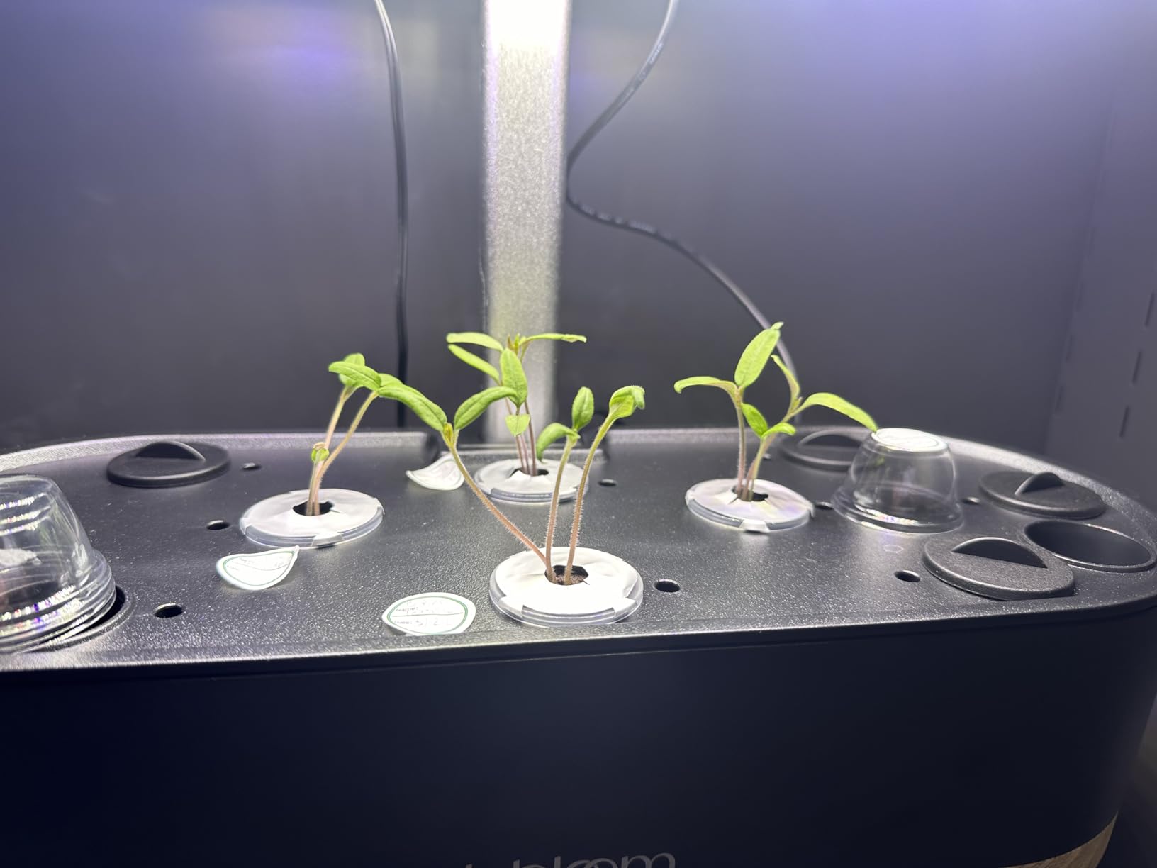 inbloom Hydroponics Growing System 12 Pods, Indoor Herb Garden with LEDs Full-Spectrum Plant Grow Light, Water Shortage Alarm, Automatic Timer, Height Adjustable, Ideal Gardening Gifts for Women customer photo 1