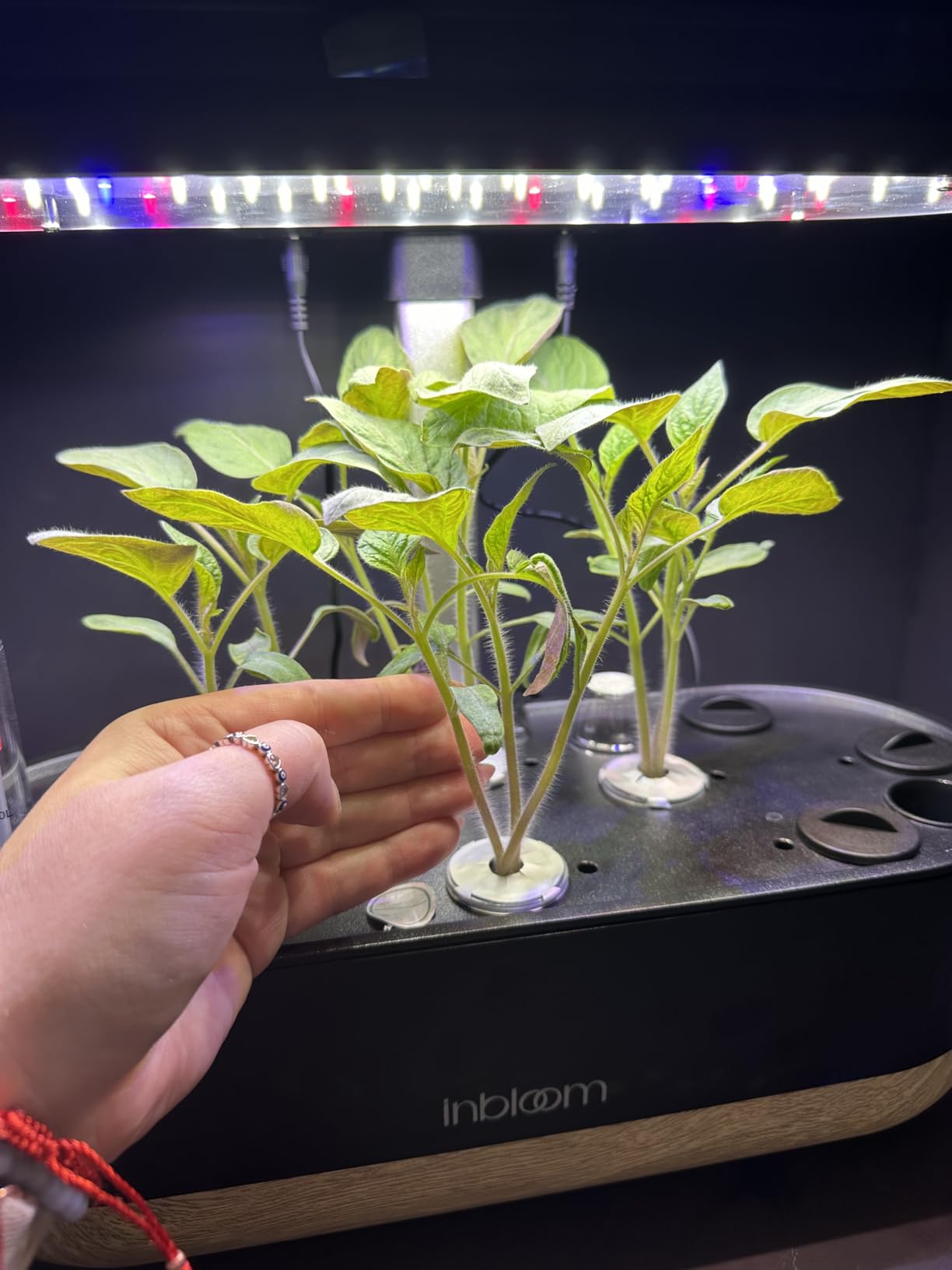 inbloom Hydroponics Growing System 12 Pods, Indoor Herb Garden with LEDs Full-Spectrum Plant Grow Light, Water Shortage Alarm, Automatic Timer, Height Adjustable, Ideal Gardening Gifts for Women customer photo 2