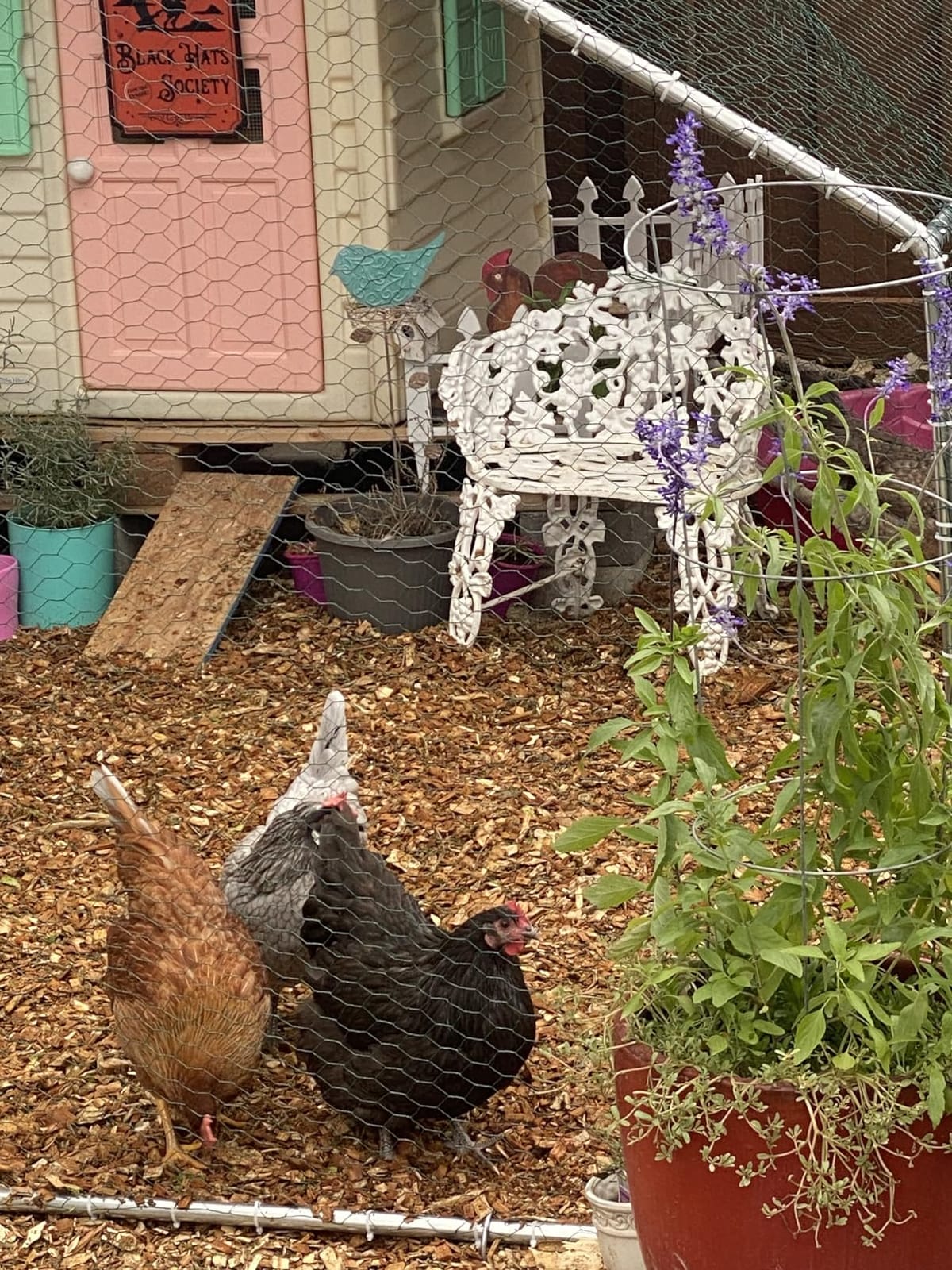 HITTITE Large Metal Chicken Coop with Run, 19.19 x 9.84 x 6.56 ft Walk in Poultry Cage Chicken Run Pen, Outdoor Chicken Runs for Yard with Waterproof & Anti-UV Cover customer photo 2