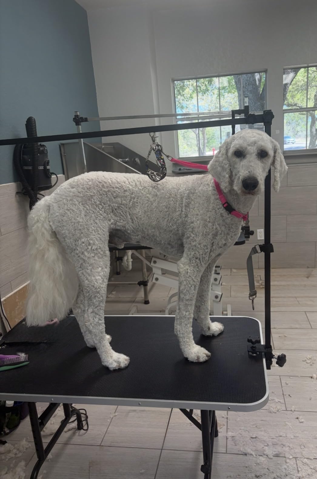 LEIBOU 36-inch Height Adjustable(23''~33.8'') and Foldable Pet Dog Grooming Table with Grooming Arm & 2 Noose for Dog Cat Pet Grooming Maximum Capacity Up to 260lbs customer photo 1
