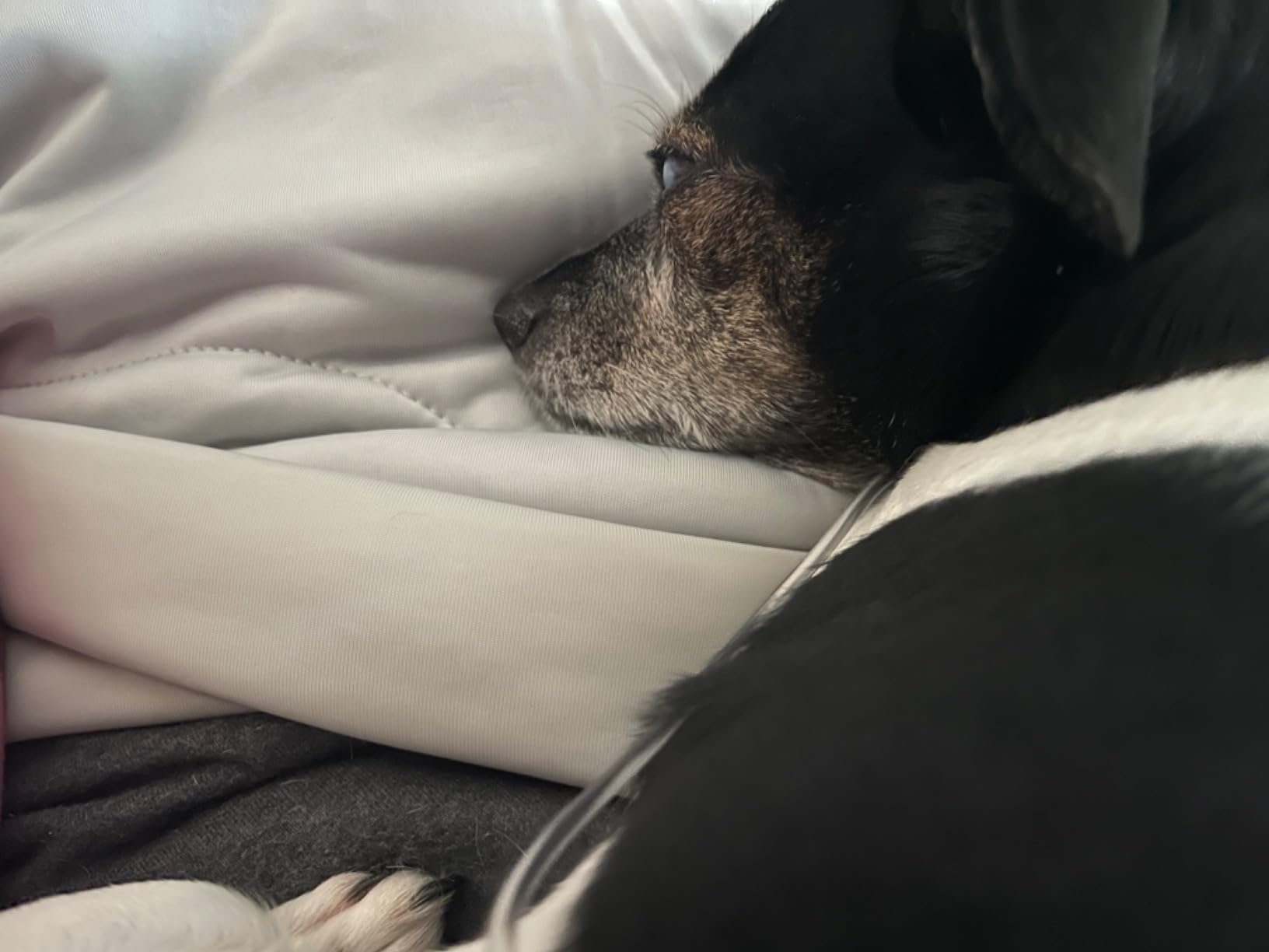 EASELAND Cooling Comforter Queen, Upgraded Double-Sided Q-MAX 0.45+ customer photo 1