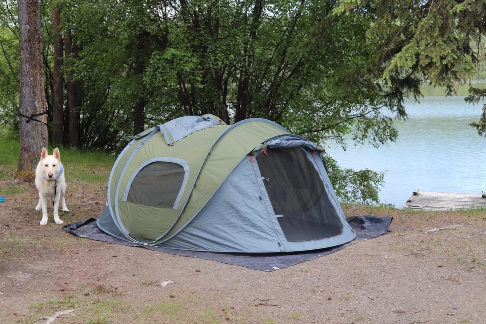 Night Cat Pop-up Camping Tent: 2 to 4 Person Tent Waterproof Instant Easy Setup Family Tent customer photo 1