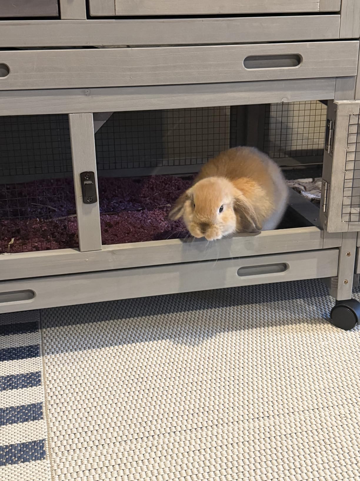 GUTINNEEN Rabbit Hutch Indoor Outdoor Bunny Cage Upgrade Large Space for Rabbit,Guinea Pig,Bunny and Other Small Animals,On Wheels Move Easily. customer photo 2