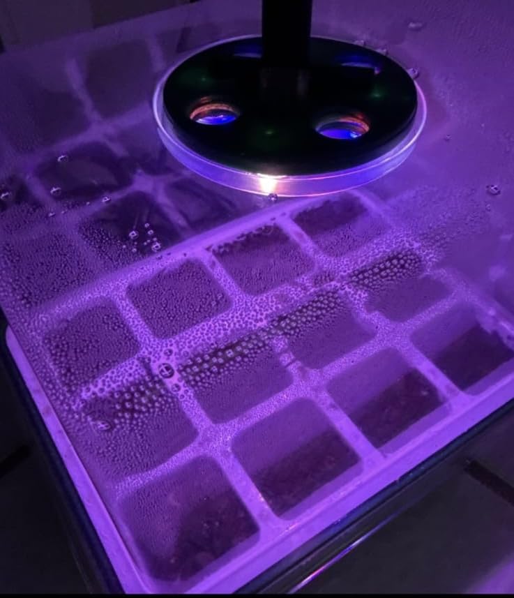Seed Starter Tray with Grow Light, 60 Flexible Cells 5 PCS Seed Starter Kit, Reusable Seedling Starter Trays with Humidity Dome and High Lid, Germination Trays for Indoor Greenhouse Seed Starter customer photo 1