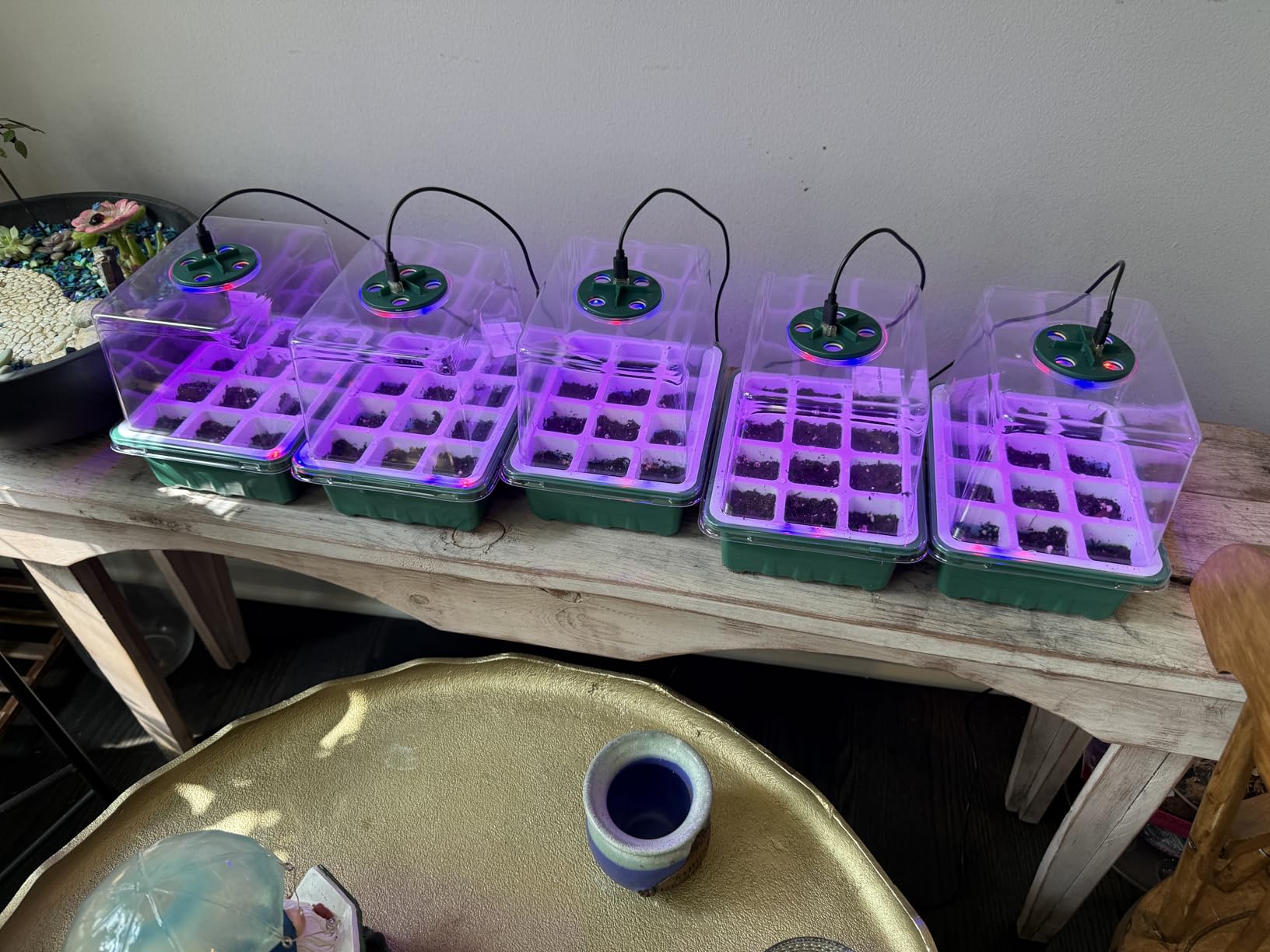 Seed Starter Tray with Grow Light, 60 Flexible Cells 5 PCS Seed Starter Kit, Reusable Seedling Starter Trays with Humidity Dome and High Lid, Germination Trays for Indoor Greenhouse Seed Starter customer photo 2