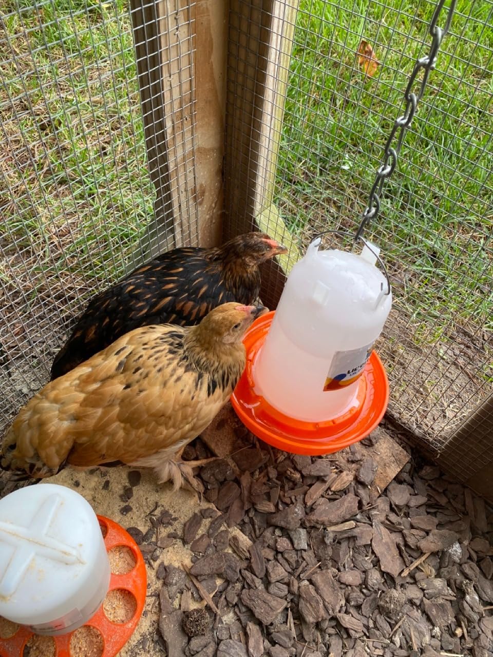Lil'Clucker 1L Chick Feeder, 1.5L Chicken Waterer - No Leakage Chick Feeder and Waterer Kit, Hanging Baby Chick Waterer, Durable Chicken Water Feeder, Chicken Feeder and Waterer Set, Poultry Waterer customer photo 1