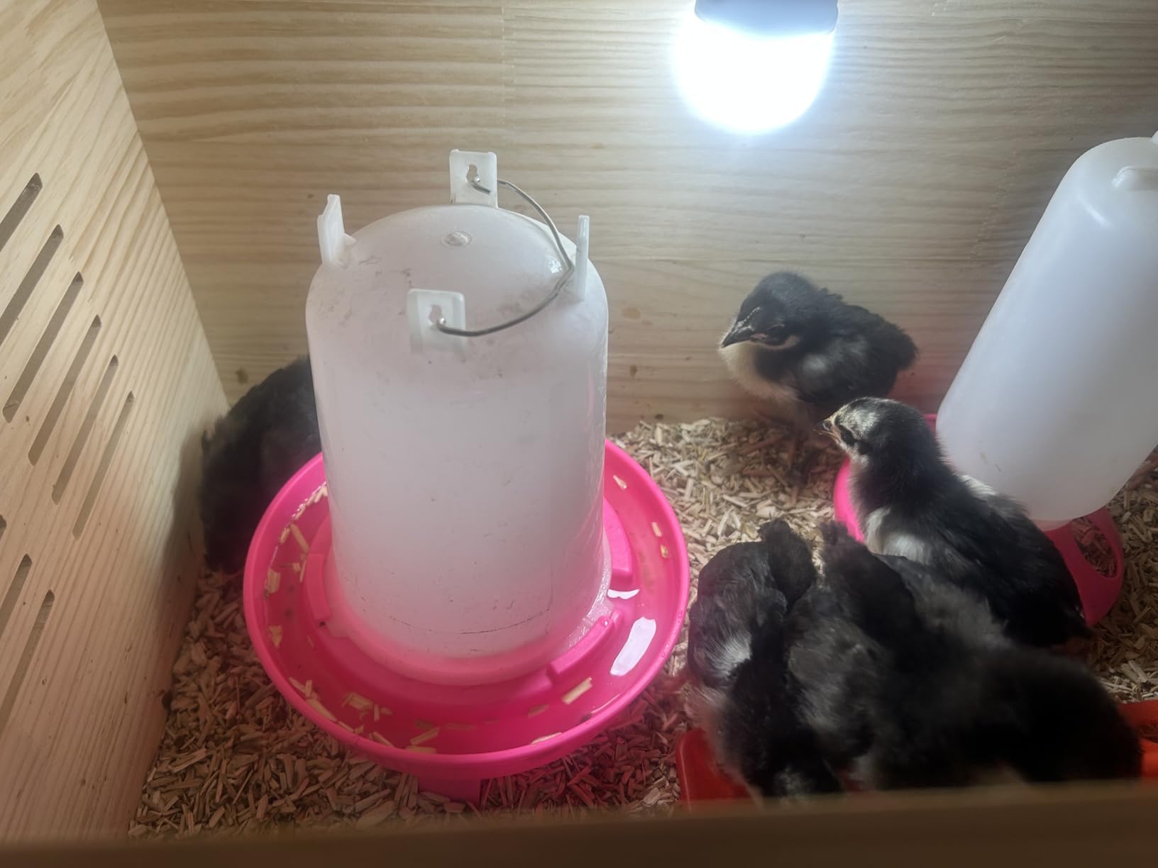Lil'Clucker 1L Chick Feeder, 1.5L Chicken Waterer - No Leakage Chick Feeder and Waterer Kit, Hanging Baby Chick Waterer, Durable Chicken Water Feeder, Chicken Feeder and Waterer Set, Poultry Waterer customer photo 2