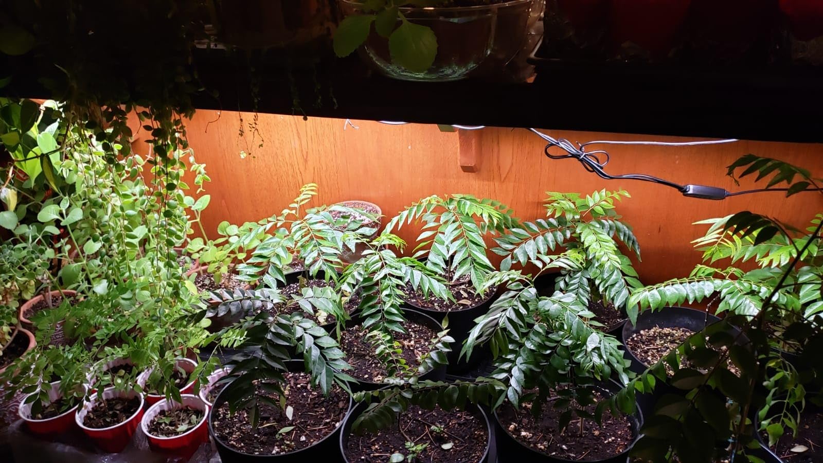 Kullsinss 16in Grow Light Strips, 2-Bar 120 LEDs Full Spectrum Plant Light customer photo 2