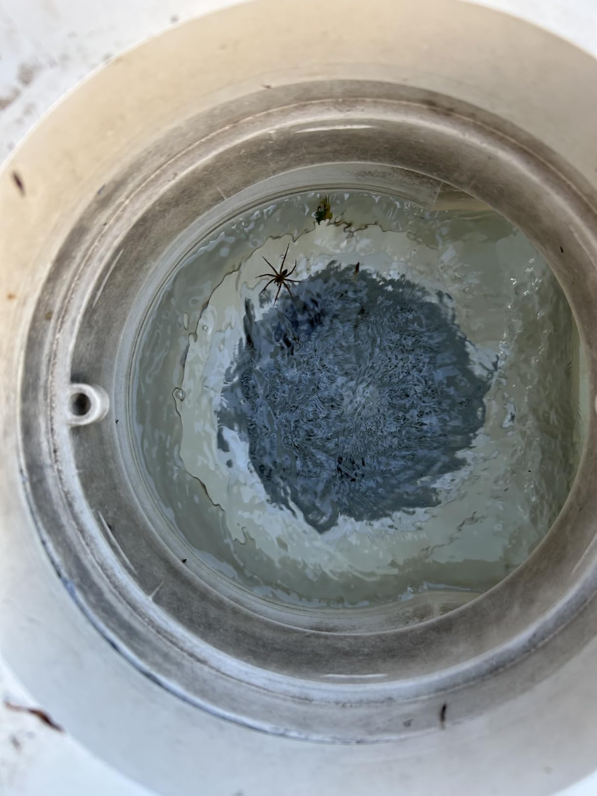 Betta SE Solar Powered Automatic Robotic Pool Surface Skimmer Cleaner with 24/7 Continuous Cleaning Battery Power and Re-Engineered Twin Salt Chlorine Tolerant Motors (Blue) customer photo 2