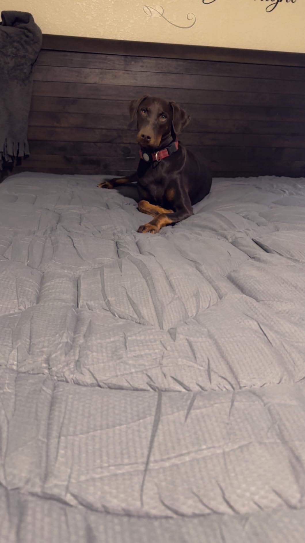 ELVEN HOME King Size Mattress Pad Waterproof, Cooling Mattress Topper Noiseless, Leak Proof Mattress Protector Deep Pocket Washable, Quilted Fitted Soft King Mattress Pad Cover (78x80 inch, Grey) customer photo 1