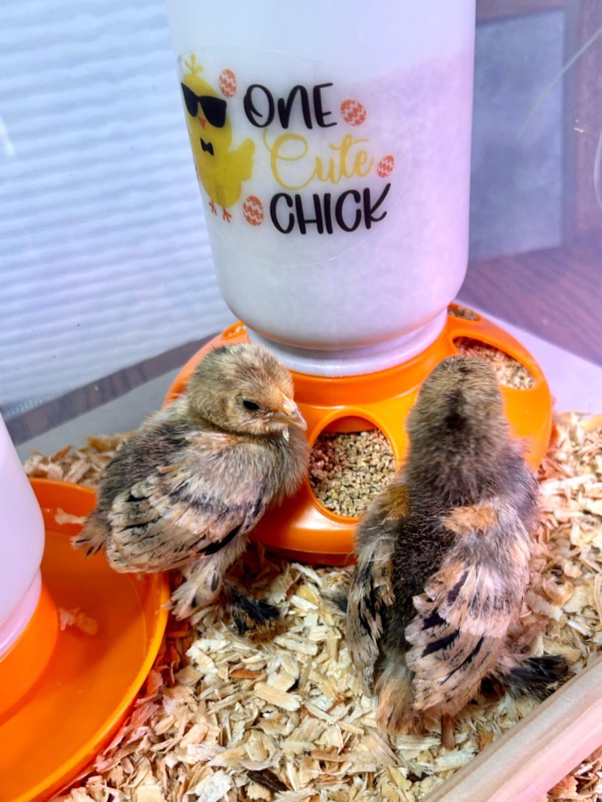 TGEYD Chick Feeder and Waterer Set – Automatic 1L Chicken Feeder and Waterer for Baby Chicks, Ducks, and Quail – Brooder Starter Kit & Chicken Coop Accessories customer photo 1
