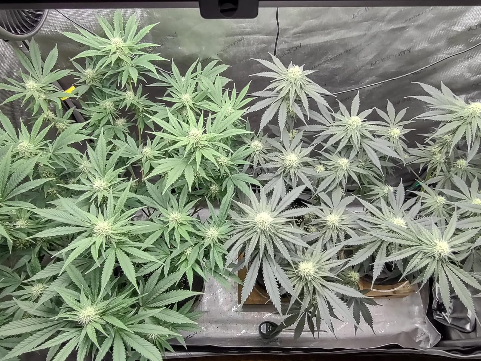 AC Infinity IONFRAME EVO3, 280W Samsung EVO Bar LED Grow Light 2x4 customer photo 1