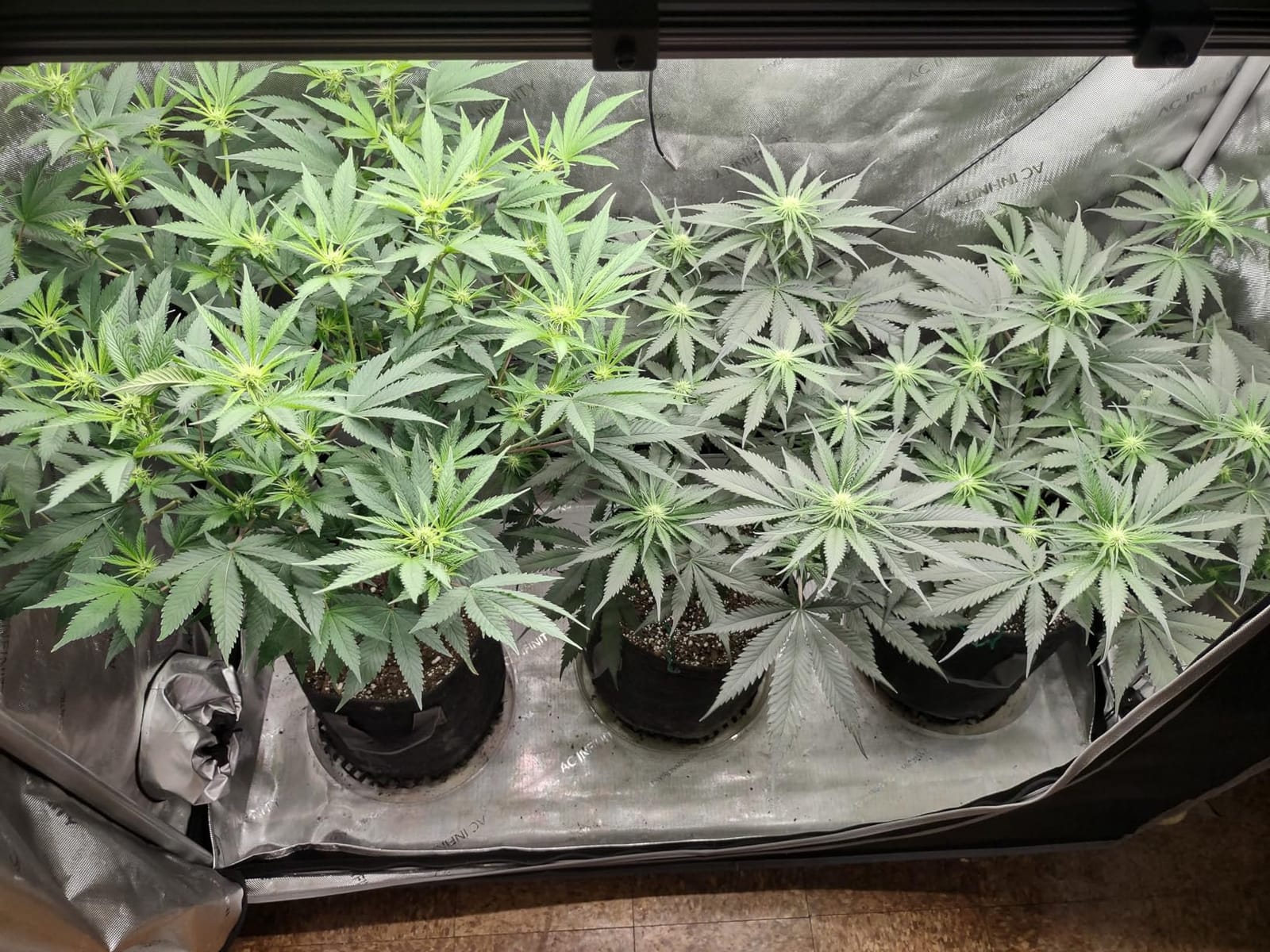 AC Infinity IONFRAME EVO3, 280W Samsung EVO Bar LED Grow Light 2x4 customer photo 2