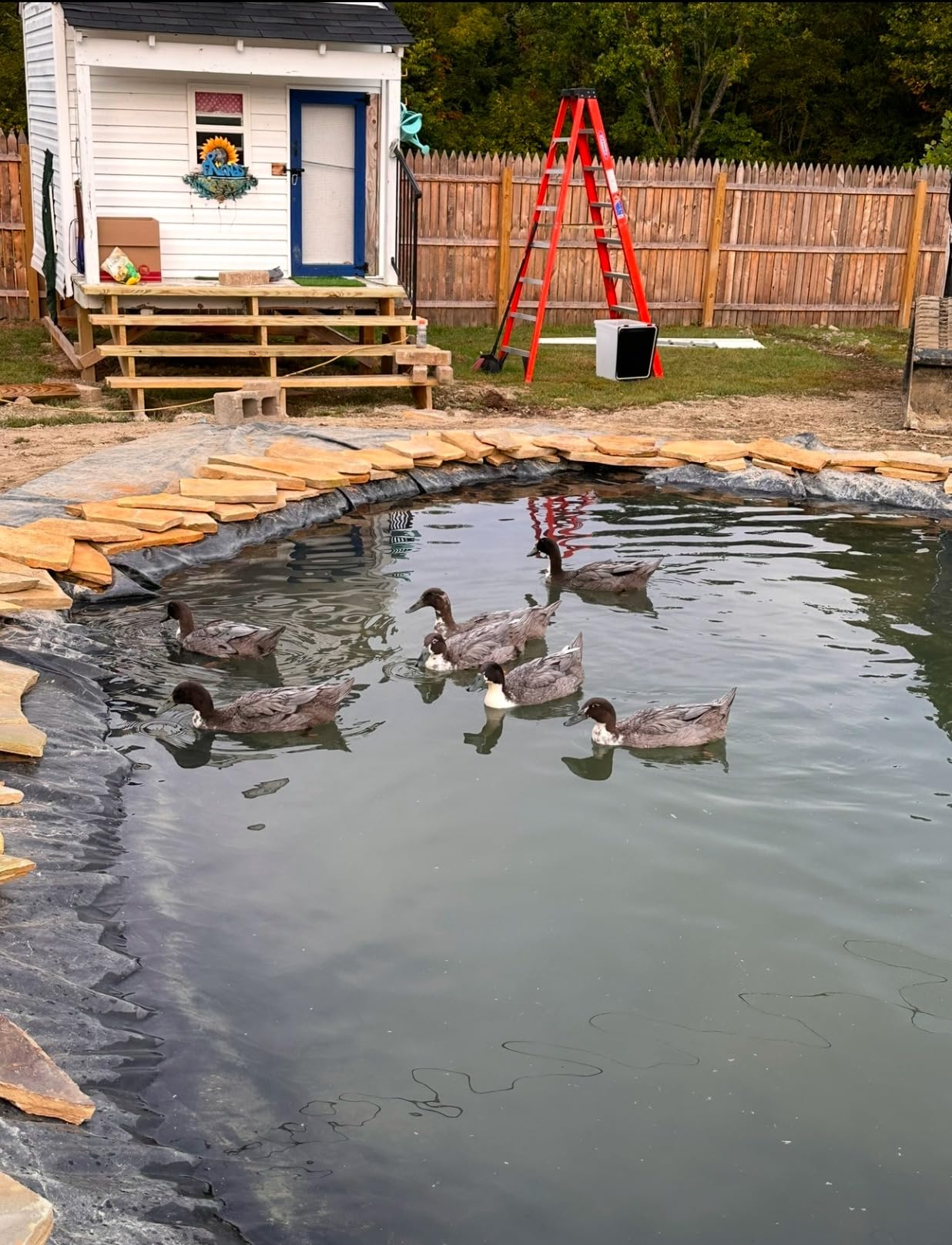 25X30FT Reinforced PE Pond Liner for Fish, Duck Outdoor Ponds(0.82oz/sq ft) customer photo 2