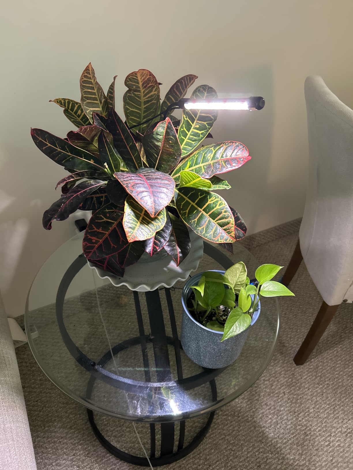 Hywyimlait LED Grow Light Strips for Indoor Plants Full Spectrum 3500K, 96 LEDs Plant Light Bar with 3/9/12H Timer, 10 Dimmable Levels for Seedling Succulent and Shelf, 13 Inches, 1 Head 2 Pack customer photo 1