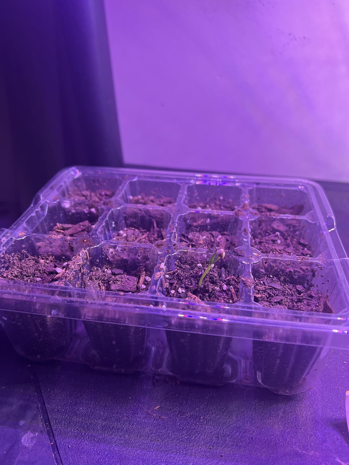 Bonviee Seed Starter Trays with 12-LED Grow Lights, Clear, 5 Pack customer photo 2