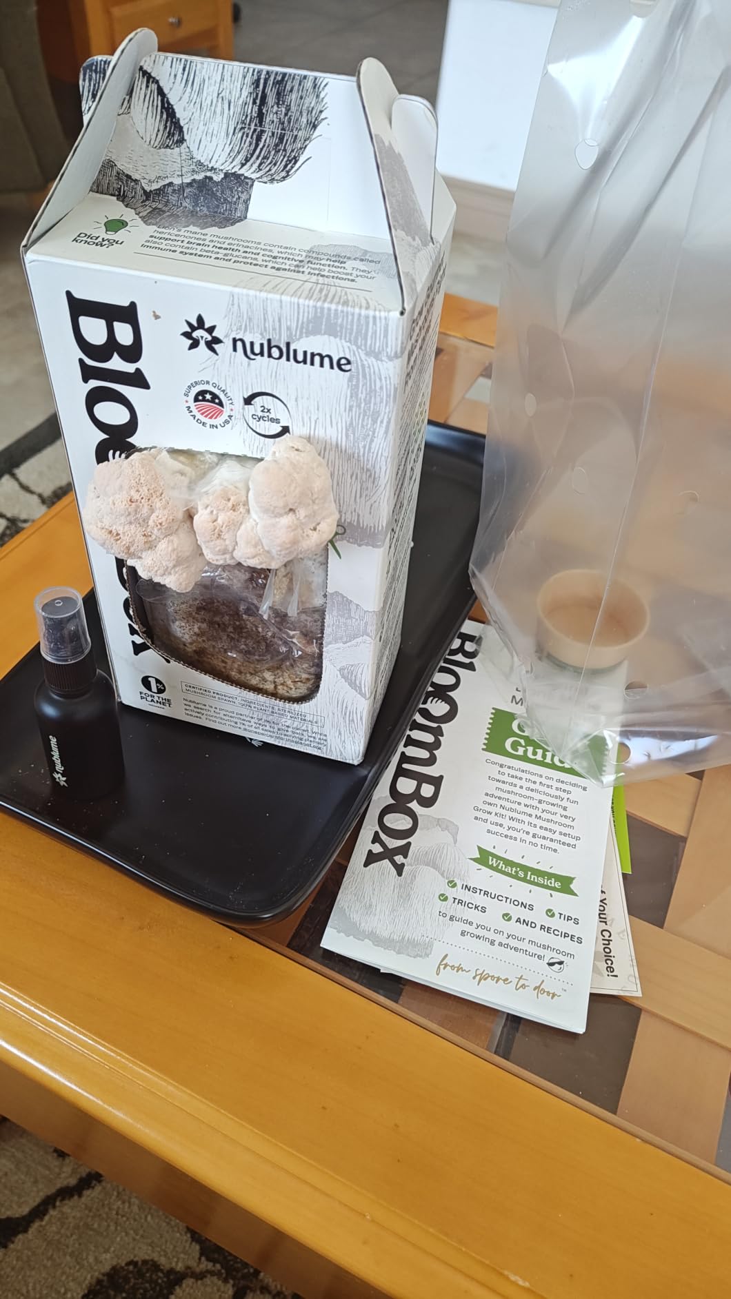 BloomBox Lion's Mane Mushroom Grow Kit – Spray & Grow – Pre-Inoculated Indoor Mushroom Farm – Brain Health & Focus – Harvest Fresh Gourmet Mushrooms in Days customer photo 1