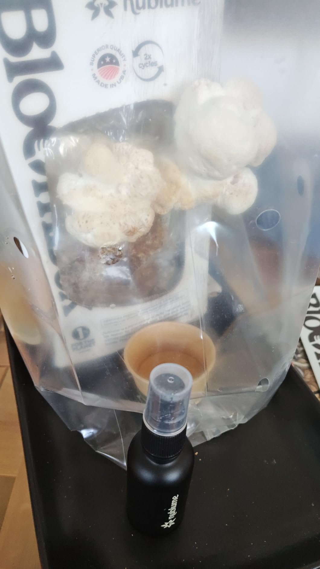 BloomBox Lion's Mane Mushroom Grow Kit – Spray & Grow – Pre-Inoculated Indoor Mushroom Farm – Brain Health & Focus – Harvest Fresh Gourmet Mushrooms in Days customer photo 2