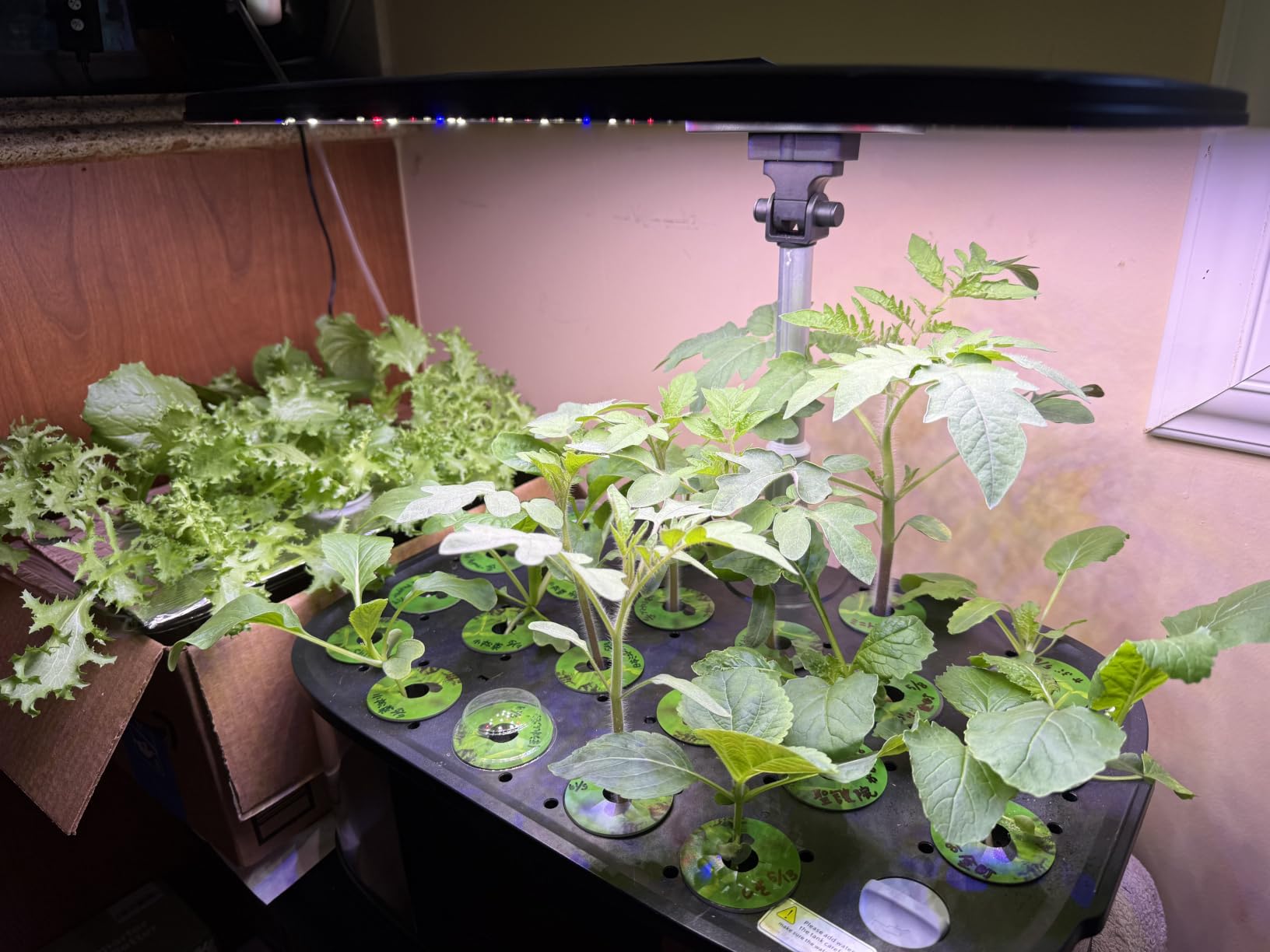 LetPot LPH-Max Hydroponics Growing System Kit, 21 Pods APP & WiFi Automatic Controlled Smart Indoor Garden with 36W LED Grow Light, Auto Drip Irrigation Kits, Self-Managed Nurturing & Watering customer photo 2