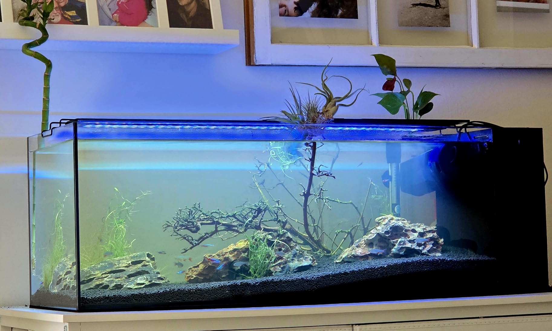 Ultum Nature Systems Dual AIO - Freshwater/Saltwater Compatible All in One Rimless Tank with Triple Chamber Filtration System, Integrated Filter Aquarium w/Leveling Mat - 17 Gallon, 40A, Black customer photo 1