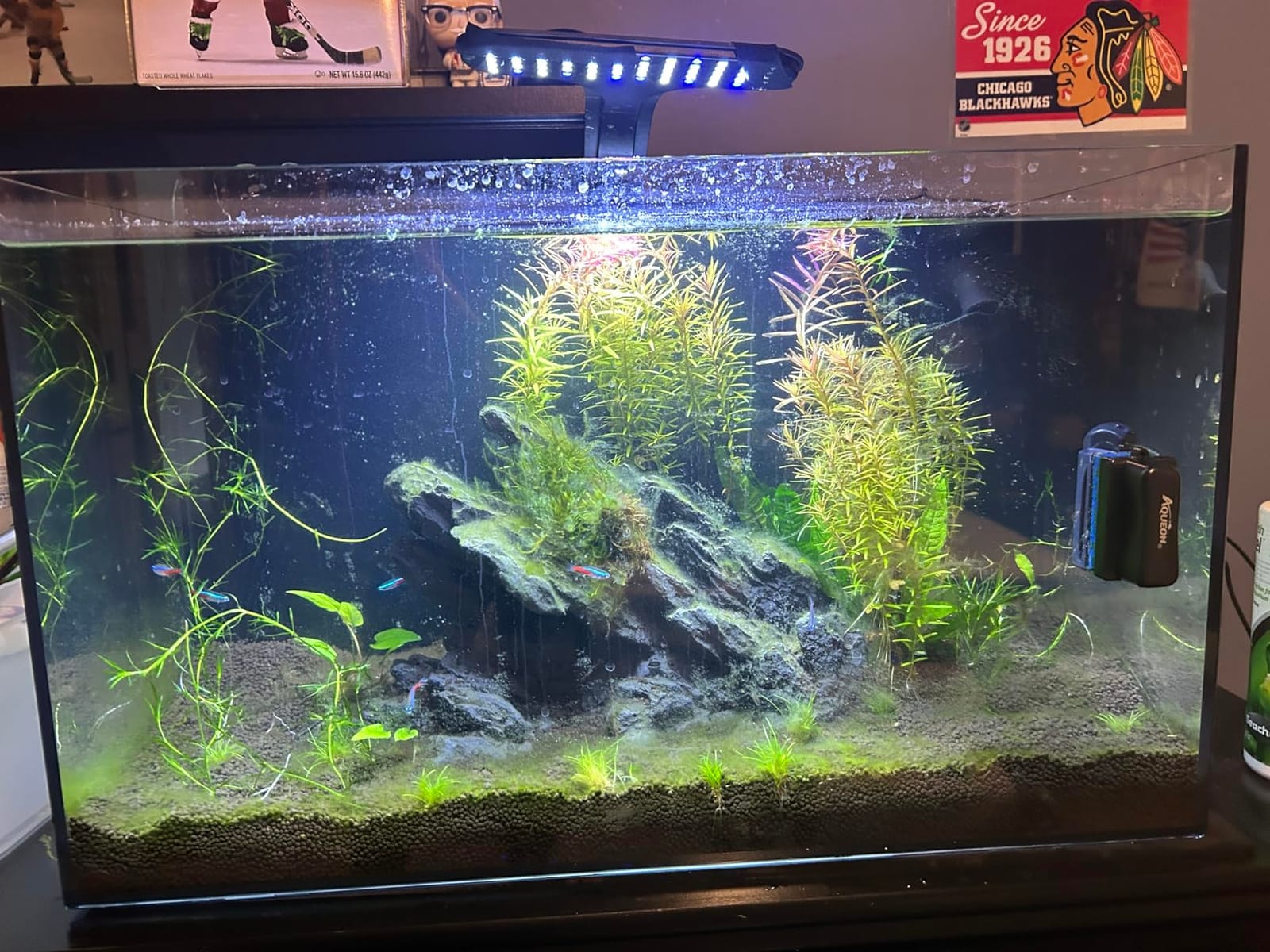 Ultum Nature Systems Dual AIO - Freshwater/Saltwater Compatible All in One Rimless Tank with Triple Chamber Filtration System, Integrated Filter Aquarium w/Leveling Mat - 17 Gallon, 40A, Black customer photo 2