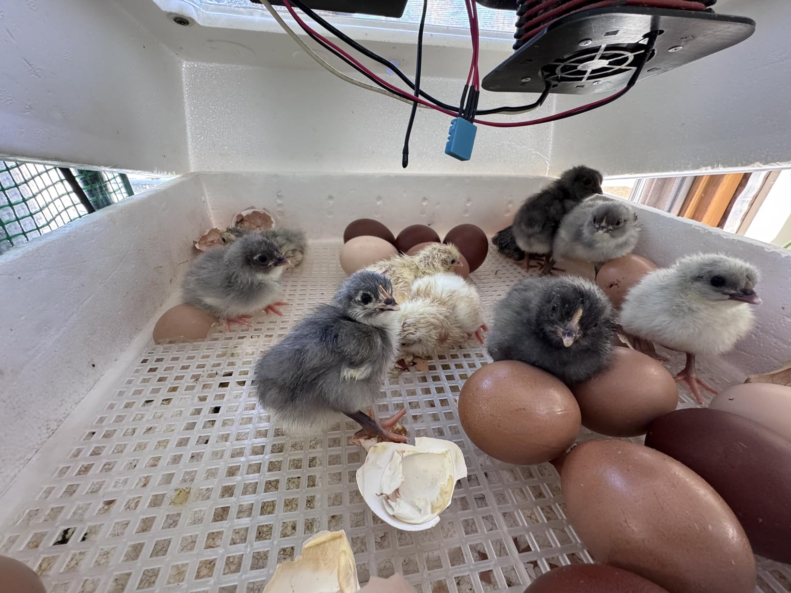 Tetuga Brooder Heat Plate 12 X 16” Chick Heating Plate Warm Up to 40 Chicks customer photo 1