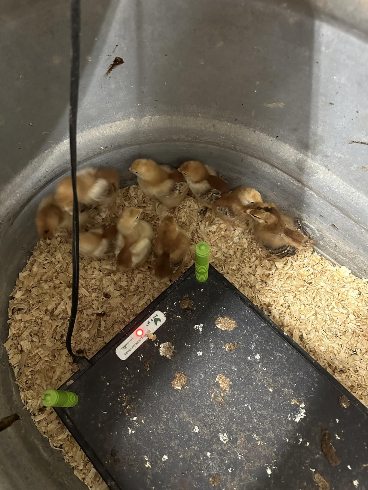 Tetuga Brooder Heat Plate 12 X 16” Chick Heating Plate Warm Up to 40 Chicks customer photo 2