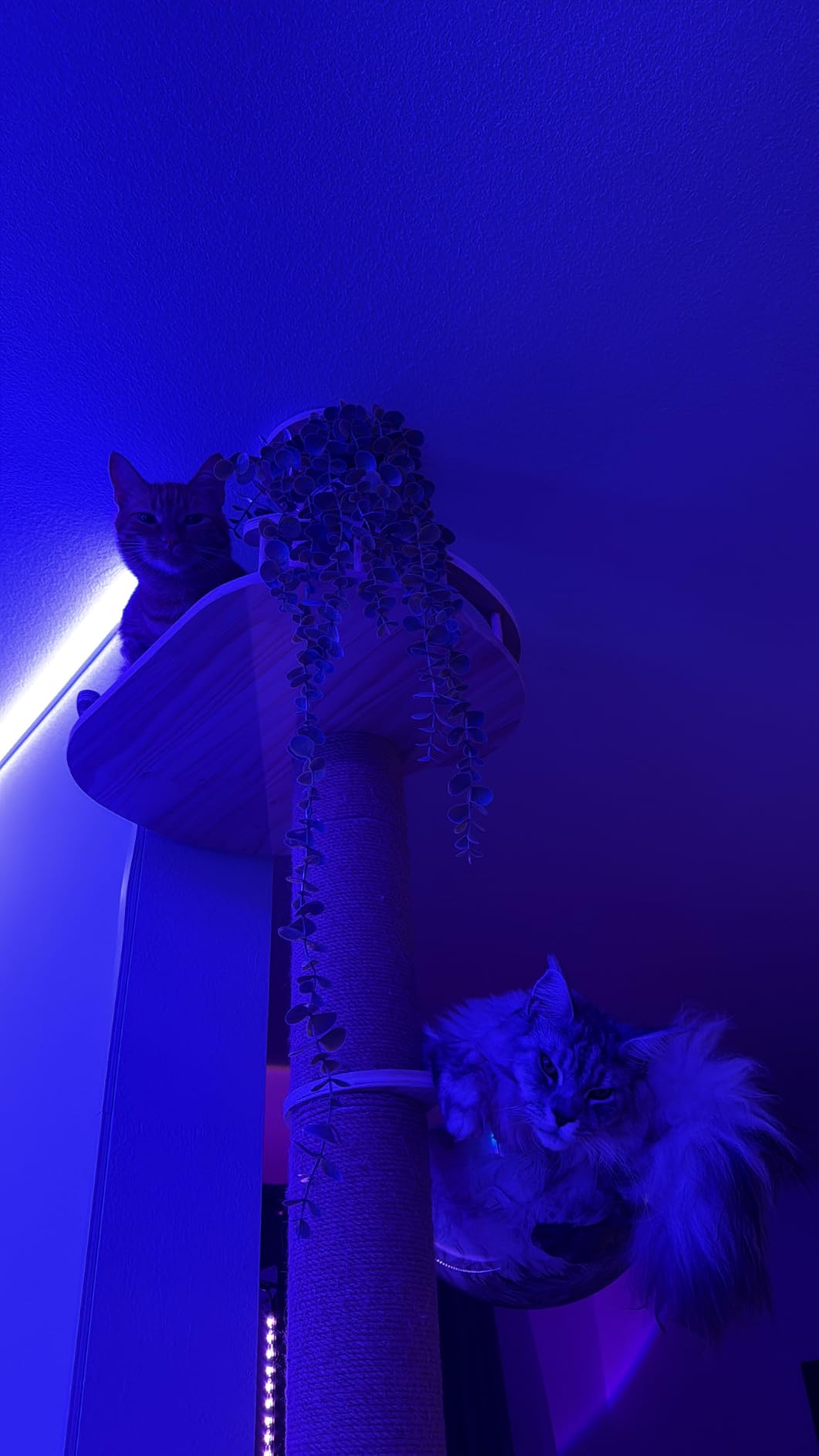 Floor to Ceiling Cat Tree Height (50-120.5in) Adjustable Cat Tower 5 Tier Hemp Scratching Post High Cat Tree Sturdy Activity Tree Indoor Outdoor Cat Scratching Post Activity Center customer photo 2