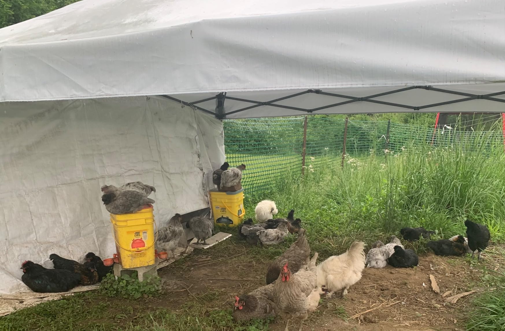 Chicken Coop Cover Waterproof, 11.3 * 6.3 FT Chicken Run Cover for Winter customer photo 2