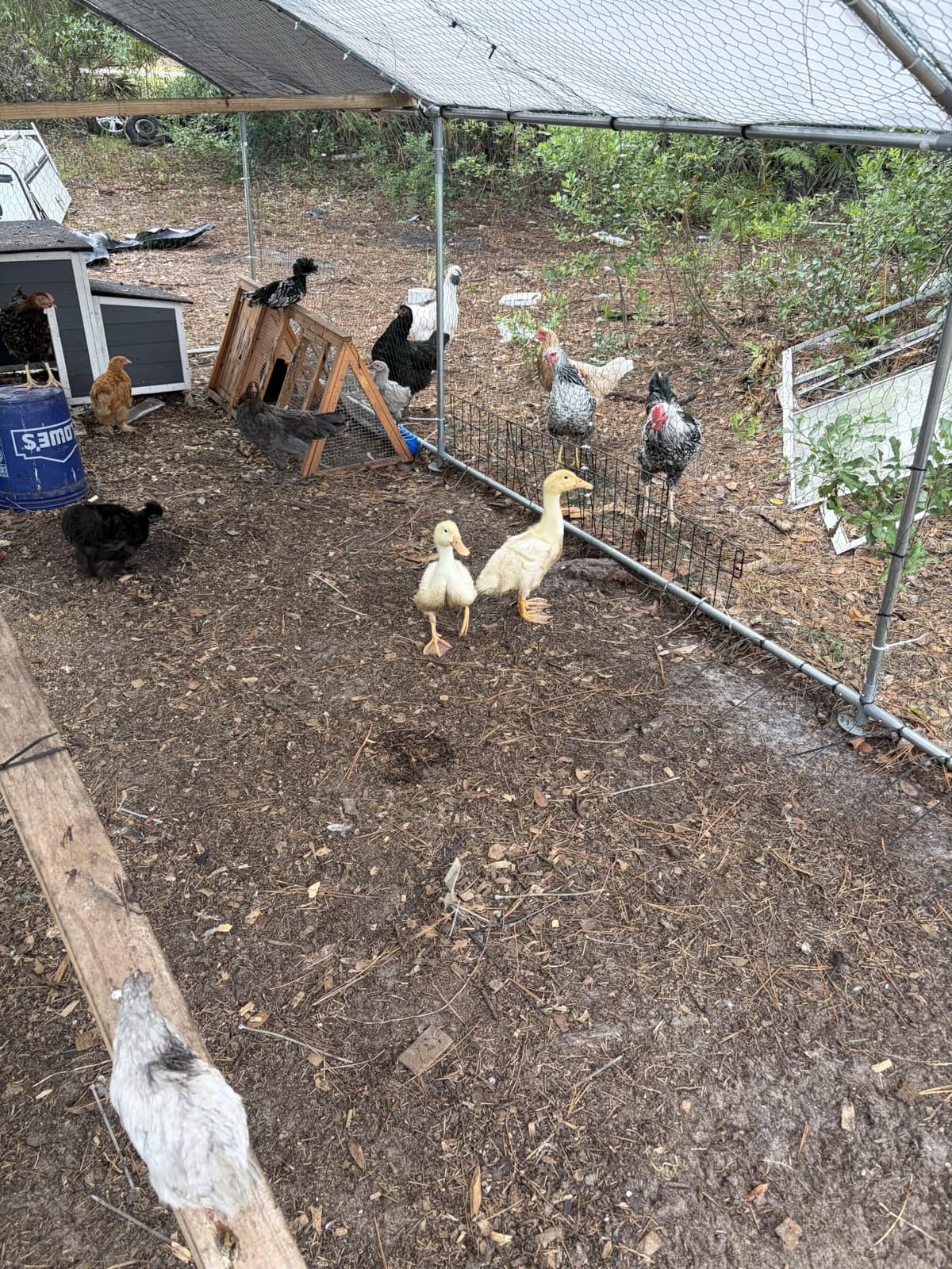VitalCozy 2 Pcs Chicken Run Coop Cover Tarp 11.5 X 6.6 Ft White customer photo 2