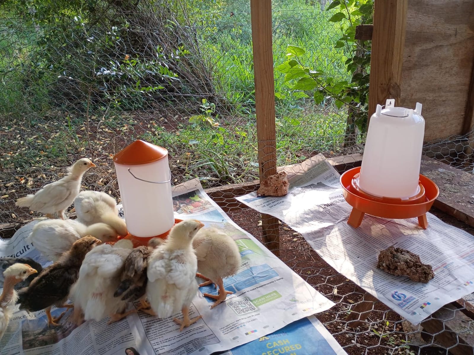 Eggluuz Chick Feeder and Waterer Kit, Top Fill 1.5kg Chick Feeder and 1.5L Chick Waterer with 3 Adjustable Heights customer photo 2