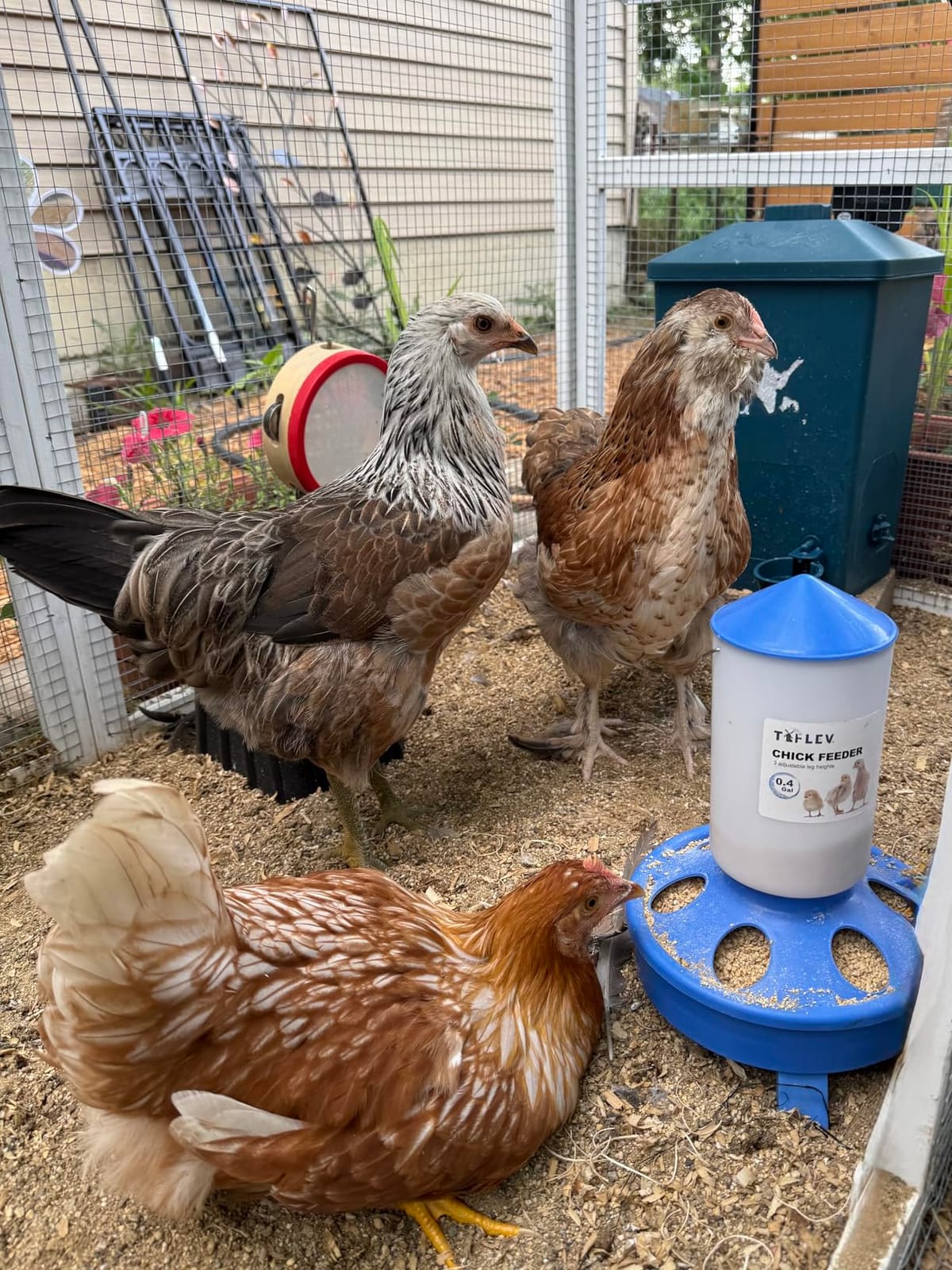 0.4Gal Top Fill Chick Feeder and 0.4Gal Chick Waterer 3 Height Scoop Blue customer photo 1