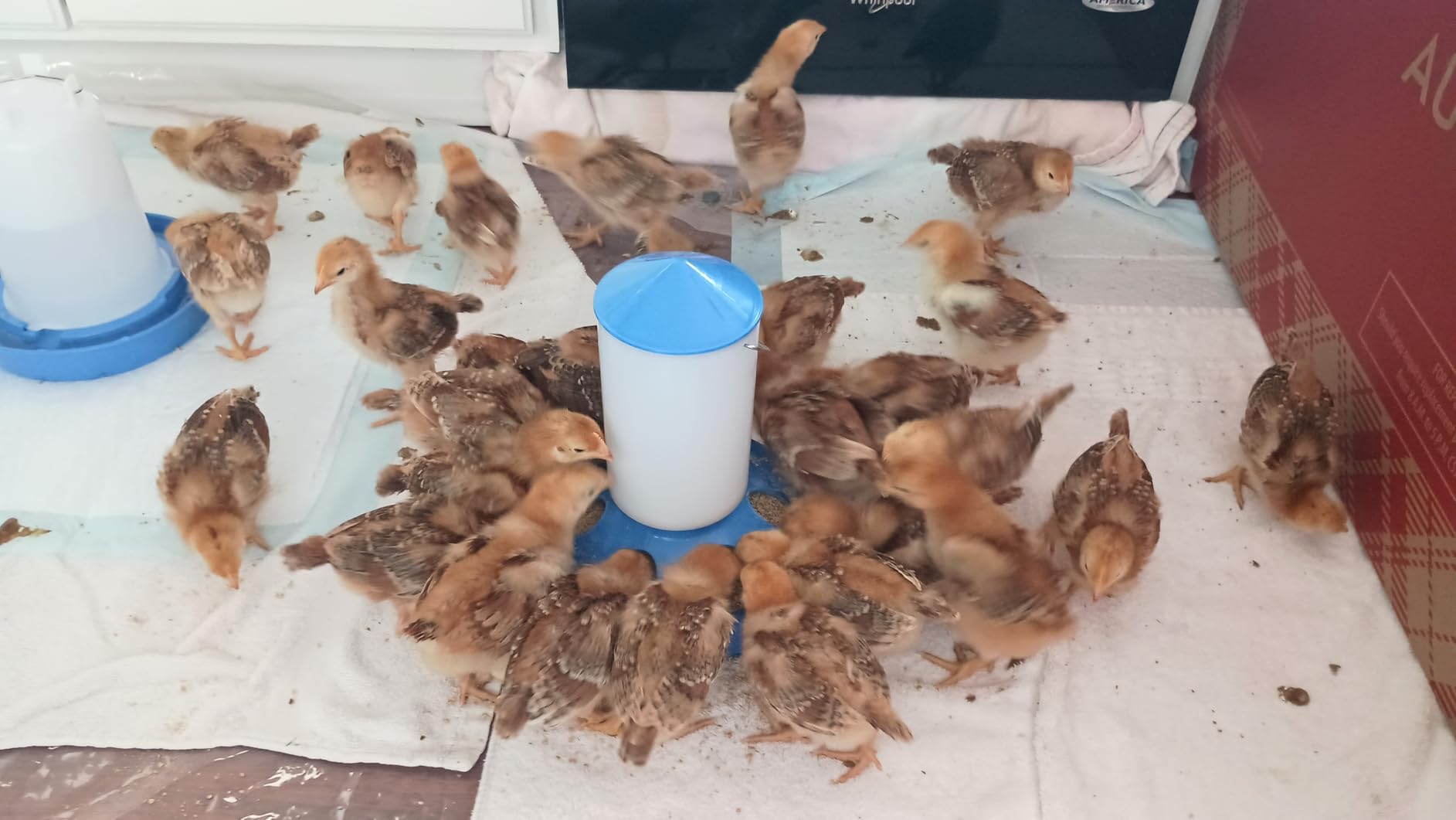 0.4Gal Top Fill Chick Feeder and 0.4Gal Chick Waterer 3 Height Scoop Blue customer photo 2