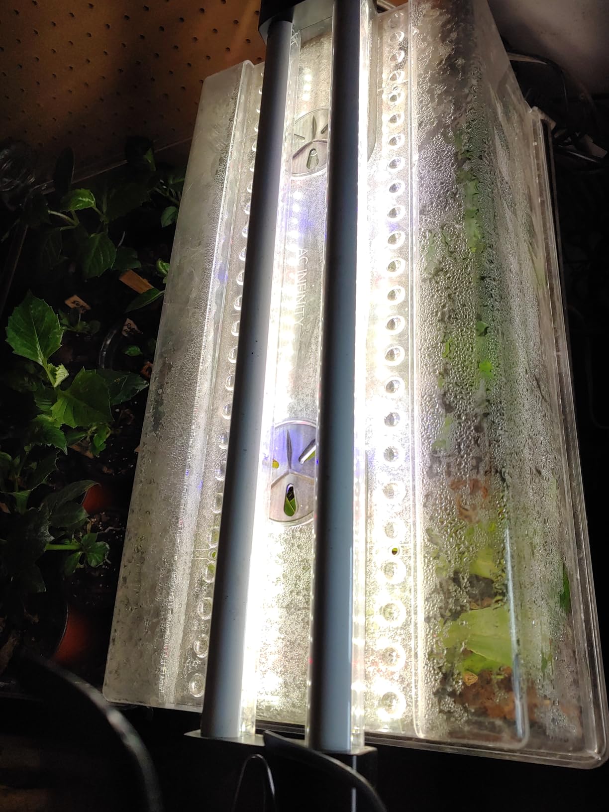 DYMOND BoostGro LED Seed Starter Grow Light Full Spectrum Linkable 5000k Daylight + 660nm Red + 450nm Blue Indoor Plant Lighting Fixture (2 FT, Black) customer photo 2
