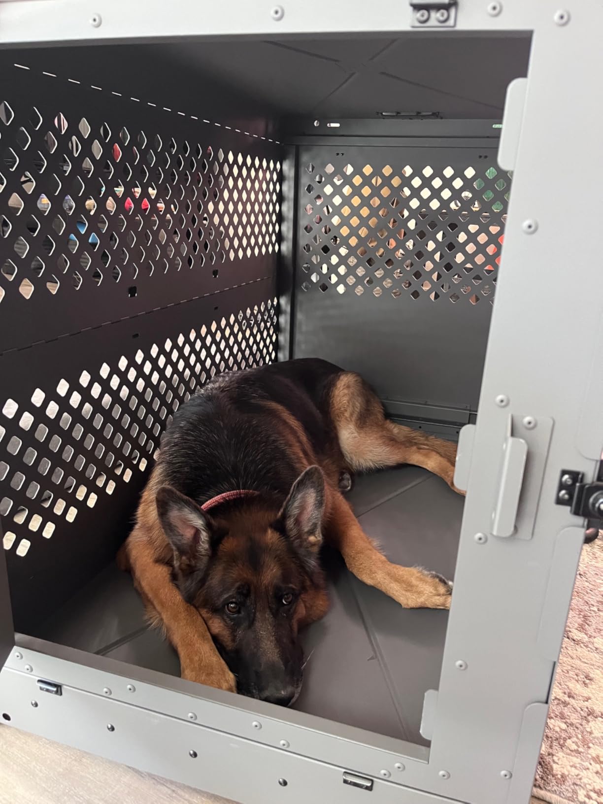 Impact Collapsible Dog Crate - Heavy Duty Travel Aluminum Kennel, Black 30 Inch | Quick Setup for Indoor & Outdoor customer photo 2