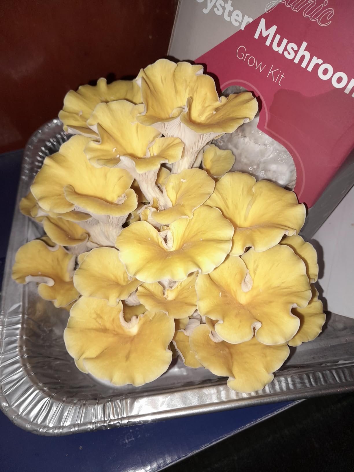 inbloom Organic Golden Oyster Mushroom Growing Kit with Spray, Harvest Fresh Mushrooms at Home, Beginner Friendly & Easy to Use, Unique Gardening Gift for Holiday, Handmade in New Jersey, USA customer photo 1