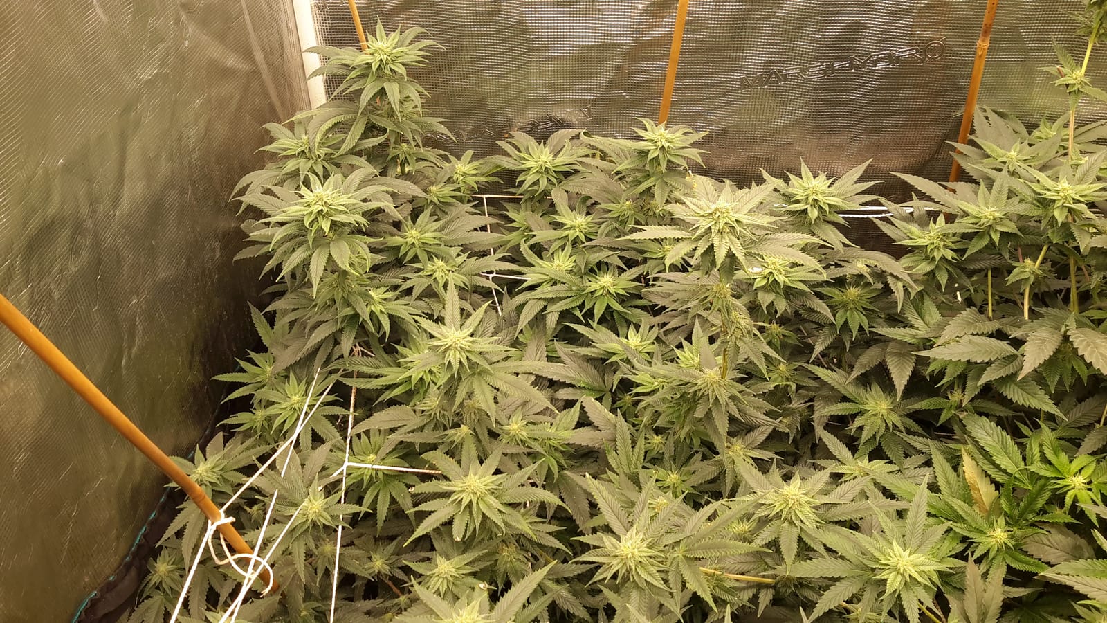 MARS HYDRO SP3000 Grow Light Dimmable Full Spectrum 2x4 customer photo 1