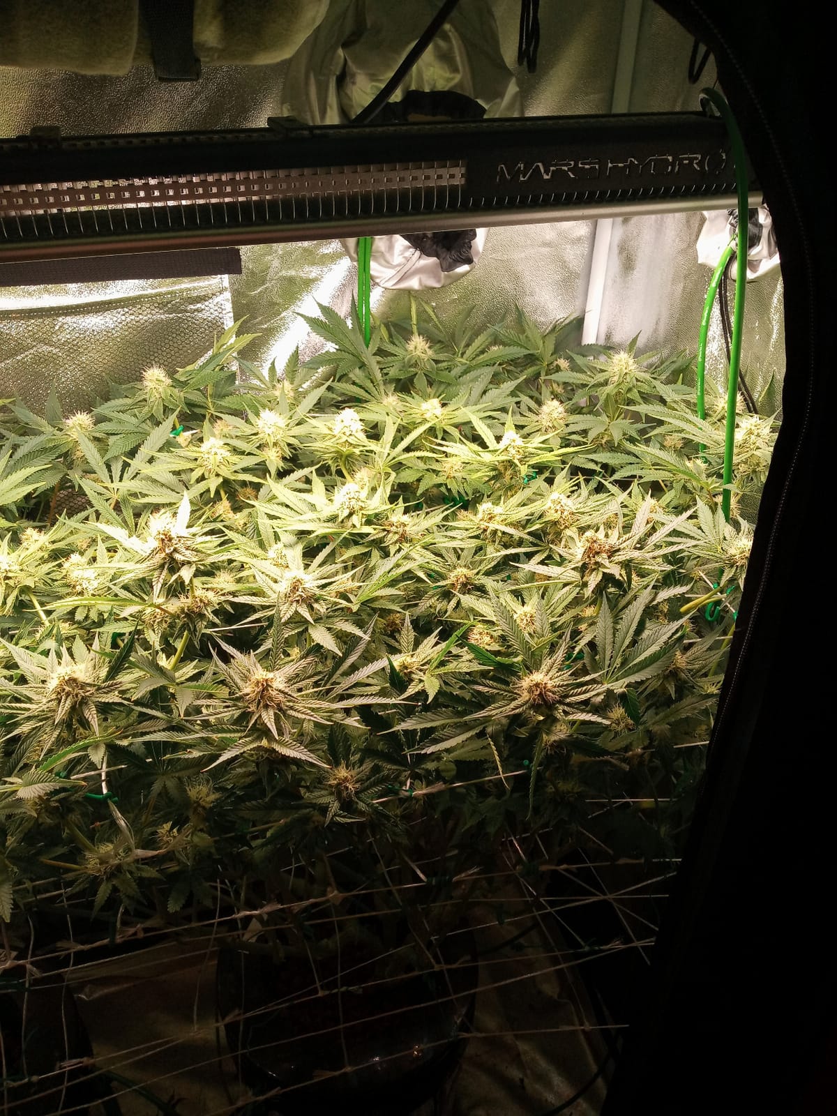 MARS HYDRO SP3000 Grow Light Dimmable Full Spectrum 2x4 customer photo 2