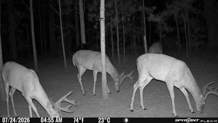 SPYPOINT Flex-M Twin Pack Cellular Trail Cameras - Best Hunting Accessories, No WiFi Needed, GPS, Night Vision, Dual-Sim LTE, IP65 Water-Resistant Game Camera, 28MP Photos, 720p Videos + Sound (2) customer photo 1