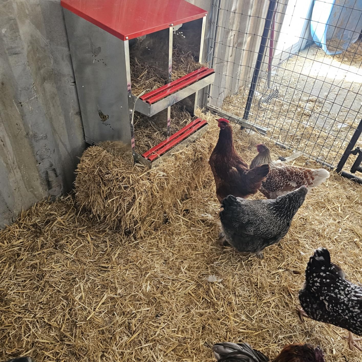 Chicken Nesting Boxes - 10 Compartment Metal Poultry Nest Box Wall Mount for Chickens, Hens, Ducks - Easy Egg Collection - Large Vented Holes Chicken Coop Equipment (10 Compartment) customer photo 1
