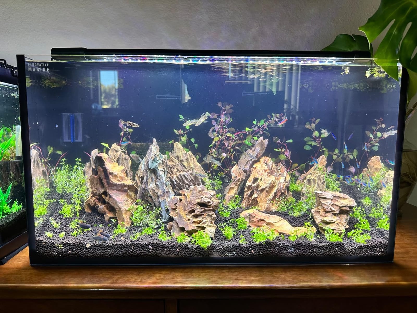 Innovative Marine Starter Kit Aquariums (25 Gallon Lagoon) customer photo 1
