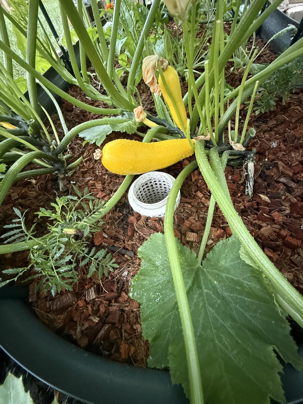 Underground Worm Farm, Garden Mini vermicomposting bin for use in Outdoor Gardening from Kitchen Food Waste, with Holes and lid, White (10.2x4.3x4.3IN) customer photo 2