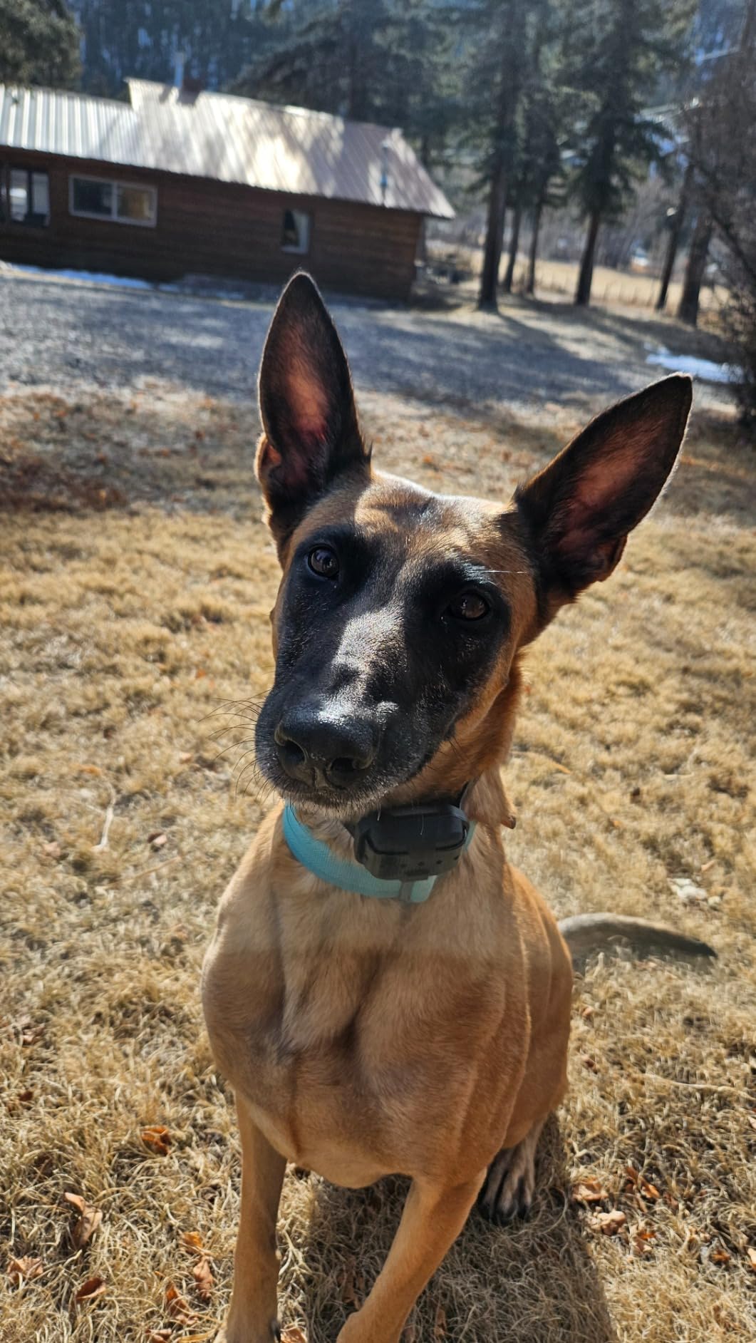 Dogtra 280X E-Collar with Remote [New Edition] 10 lbs+, 1/2 Mile Range, LED Light, 100 Levels of Precise Control for Stubborn Dogs, Waterproof, Boost for Quick Recall, Vibration, Safety Lock & Tone customer photo 1