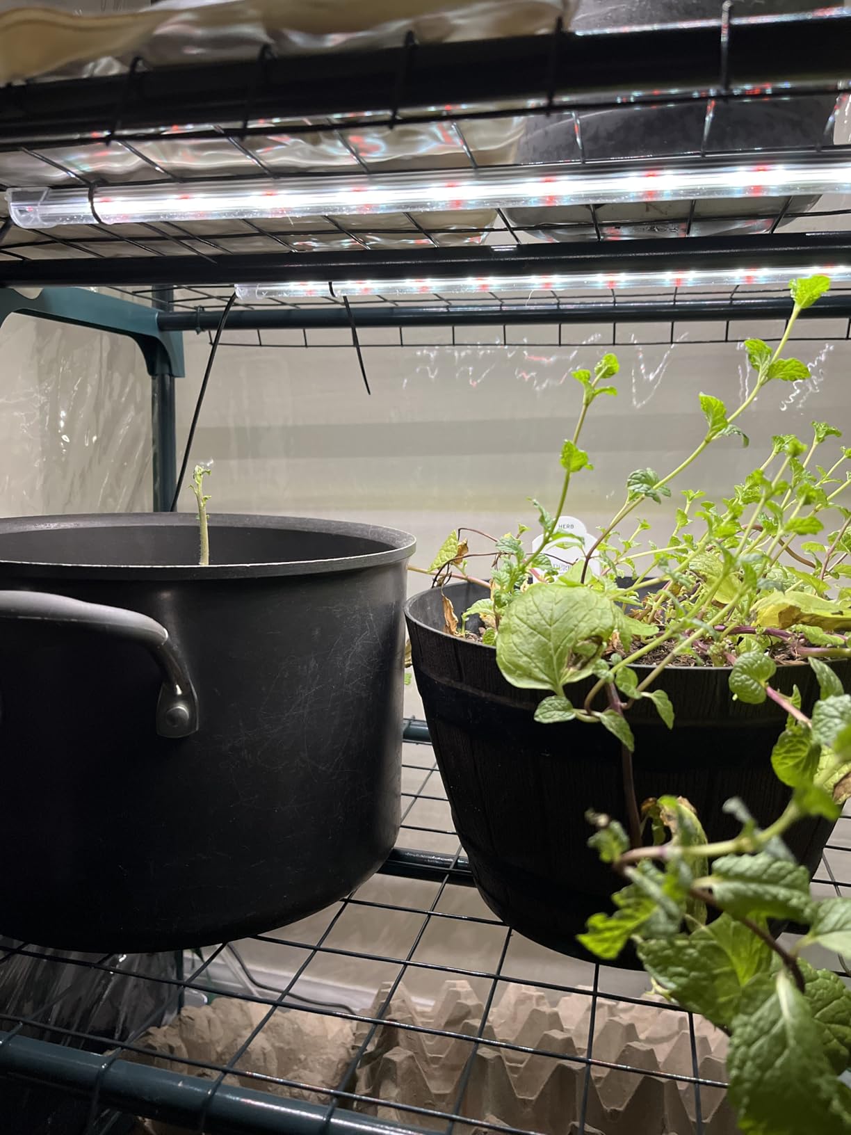 SDOVUERC 16'' 6 Bars Grow Light Strips for Indoor Shelves Plants Growing. customer photo 2