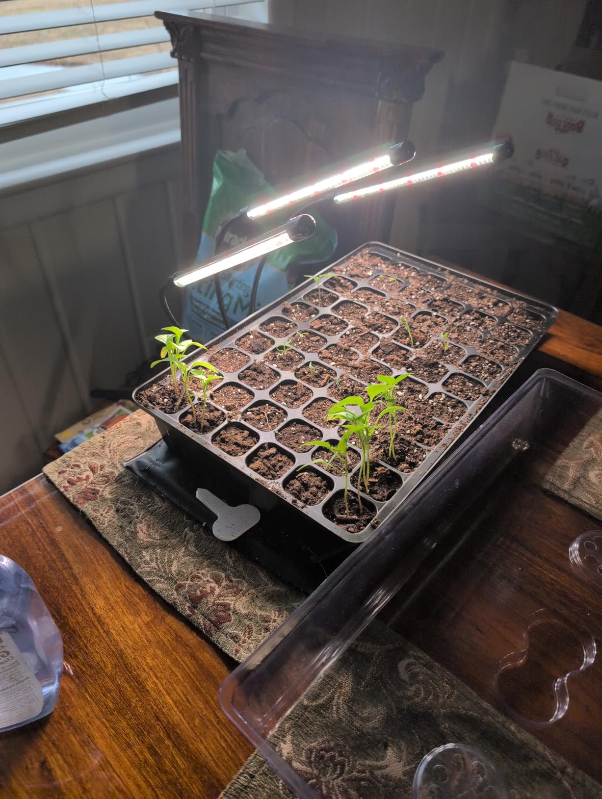 SOLIGT 60 Cell Seed Starter Tray Kit with Grow Light and Heat Mat customer photo 2