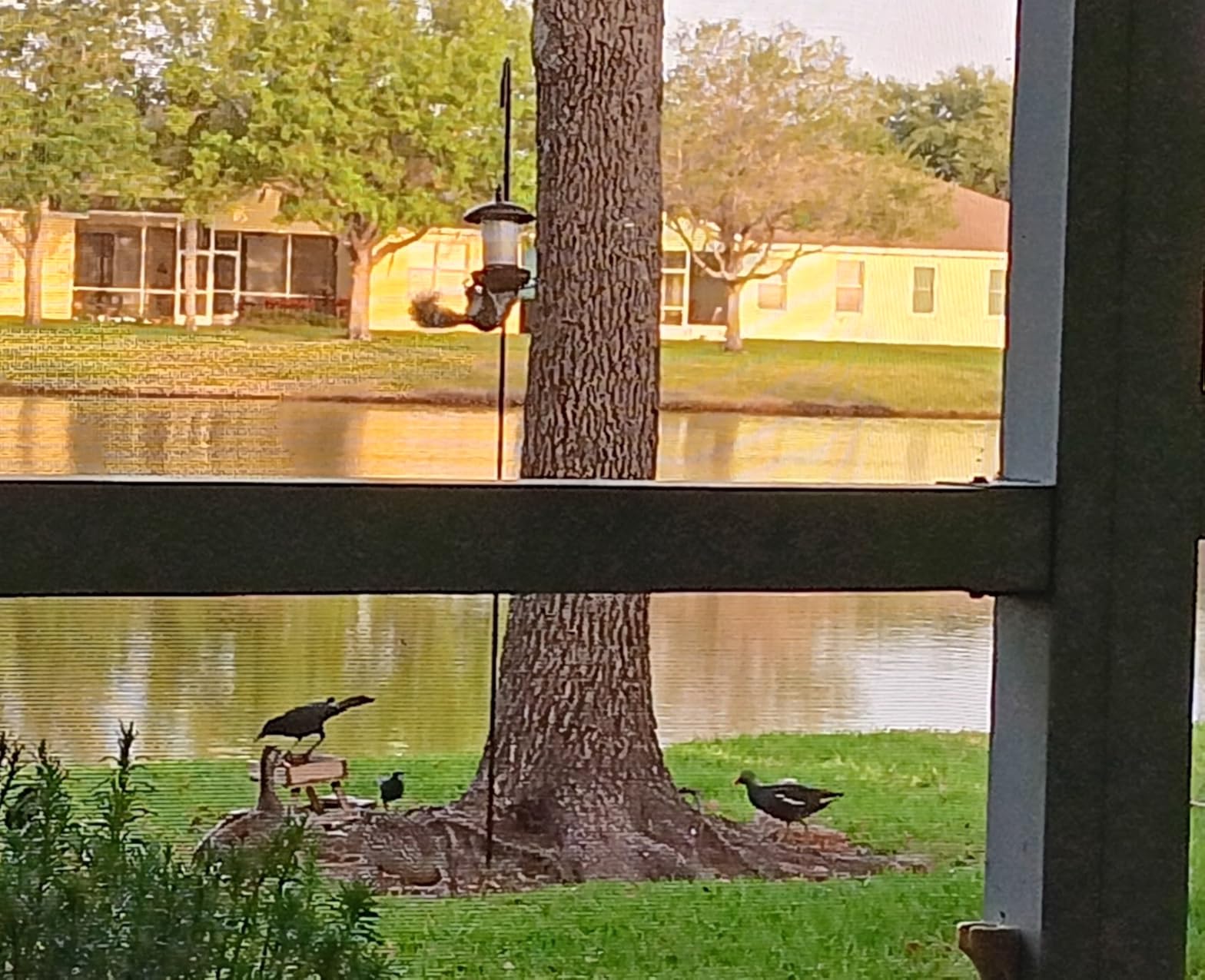 Youvip Metal Roof Bird Feeder - Chew Proof for Outdoor Hanging Wild Bird Seeds. Bronze customer photo 2