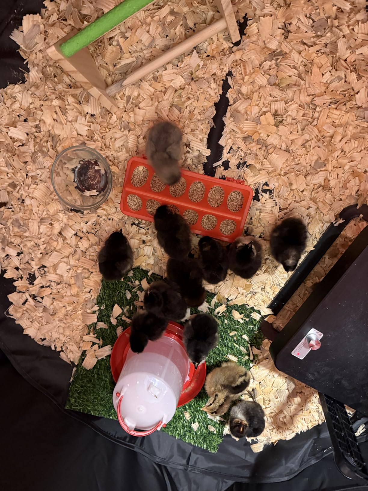Brooder Box for Chick Starter Kit - 2026 Upgrade Dual Door Chicken Brooder Pen/Playpen/Tent with 10*10 in Brooder Heating Plate,Nesting Pad,Chicks Feeder＆Waterer,Chick Perch Up to 15 Chicks,Duck,Quail customer photo 1