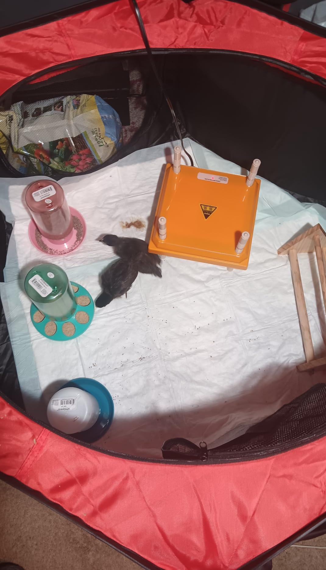 Brooder Box for Chick Starter Kit - 2026 Upgrade Dual Door Chicken Brooder Pen/Playpen/Tent with 10*10 in Brooder Heating Plate,Nesting Pad,Chicks Feeder＆Waterer,Chick Perch Up to 15 Chicks,Duck,Quail customer photo 2