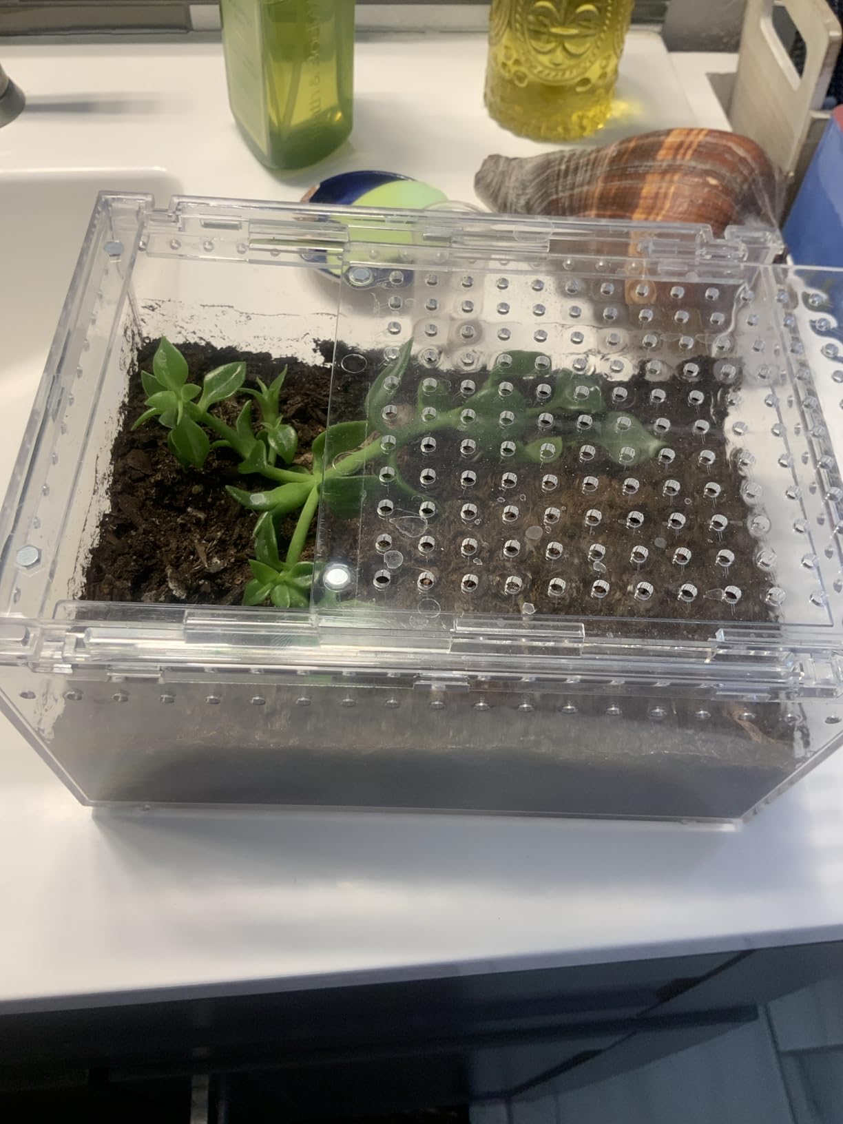 AZV Escape Proof Tarantula Enclosure,Polycarbonate Hermit Crabs Tank Large customer photo 2